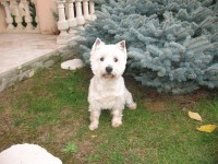 /album/photos/le-westie-jpg/